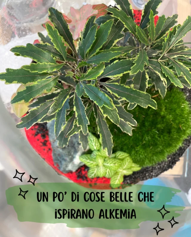 Ma cosa rende Alkemia la realtà che è da quasi 11 anni? Ci siamo fatte questa domande varie volte, soprattutto quando quest’anno abbiamo compiuto 10 anni di attività!

Oltre alla costante cura e attenzione che mettiamo tutti i giorni nella scelta mirata di linee e prodotti, ci sono tante piccole ispirazioni che ci rigenerano quando siamo fuori da Alkemia e che contribuiscono a rendere questo progetto quello che è 💚

Sono spesso attività che fanno bene al corpo certo, come le lunghe passeggiate in mezzo alla natura, ma anche alla mente come le ore passate in libreria a scovare la prossima lettura, le serate passate insieme a teatro, camminare con il naso all’insù.

Ogni piccola azione ci ispira e fa sì che una volta tornate qui, ci sentiamo cariche di nuova energia e di tanti stimoli da poter investire ogni giorno in una realtà che da quasi 11 anni chiamiamo casa 💚

Quali sono le attività che non hanno molto a che fare con il lavoro e che ti rigenerano?
 Se ti va confrontati con noi in direct o qui sotto nei commenti.
 Ti ascoltiamo con molto piacere :)